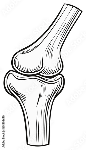 Anatomical Drawing of a Human Knee Joint Structure and Bones