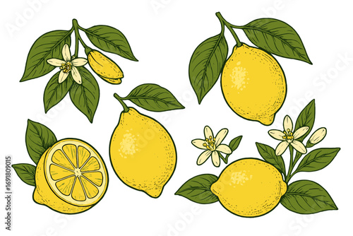 Lemon fruit vector set with flowers and leaves. Detailed botanical illustration in a vintage style. Citrus collection with whole fruit, slice and blossom for healthy food concepts.
