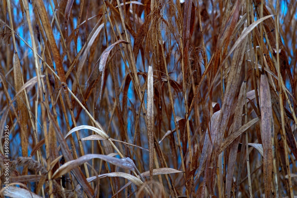 Fototapeta premium Reeds in winter on the lake Lugan.