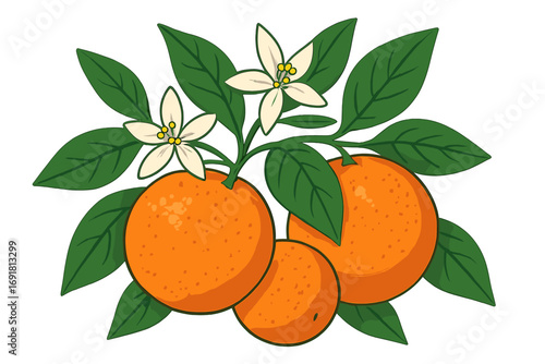 Orange fruit branch with leaves and blossoms. Botanical vector illustration. Fresh citrus with vitamin C. Healthy food concept. Organic natural fruit for juice packaging design.