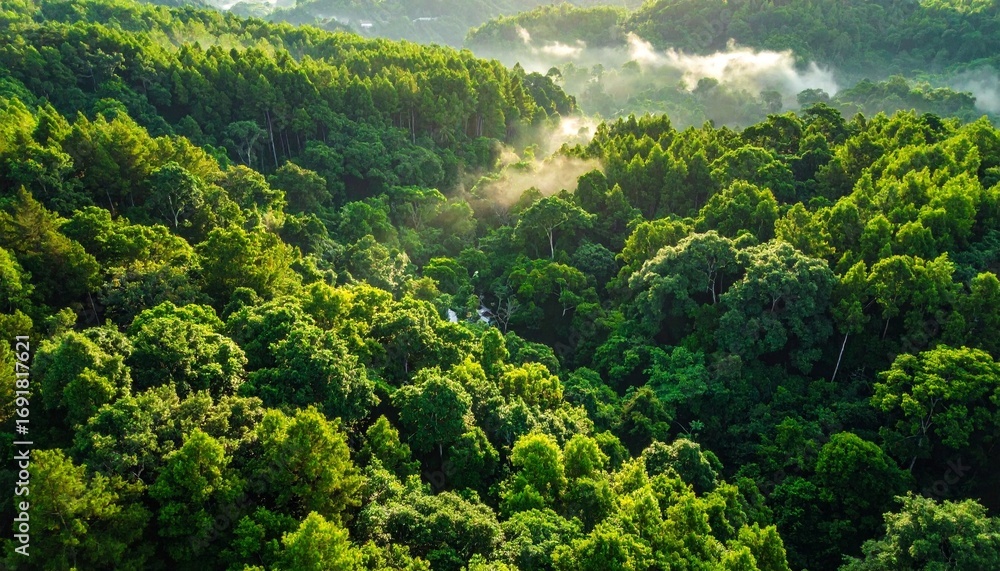 Fototapeta premium green forest in the mountains