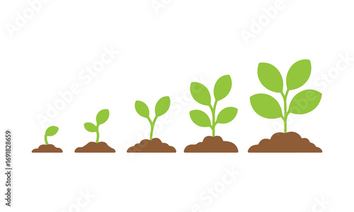 Five stages of plant growth from seedling to mature plant