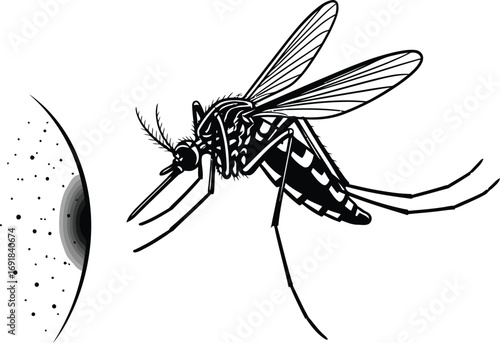 Aedes mosquito biting human skin mosquito is a carrier of diseases such as malaria, dengue fever and zika virus