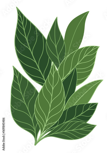 A delicate cluster of vibrant green leaves detailed with natural vein patterns and soft shading creating a lush naturalistic botanical illustration