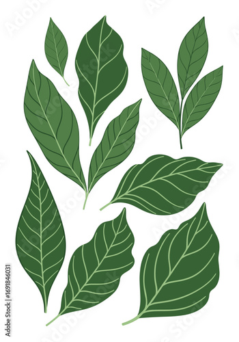 Collection of green leaves with prominent vein patterns and variations in shape and size