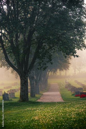 foggy morning in the cemetery