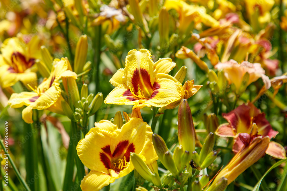 Obraz premium Bunch of yellow flowers with red spots