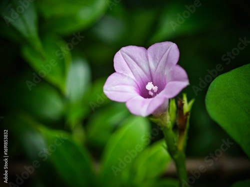 a flower that is purple and yellow in some green leaves