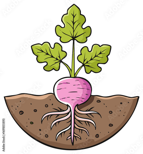 Radish Plant Growing In The Soil Cartoon Illustration