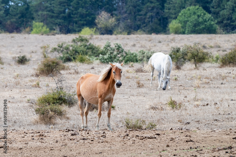 Fototapeta premium Two horses stand calmly in a dry, open field while another rests in the background, capturing a quiet moment in nature.