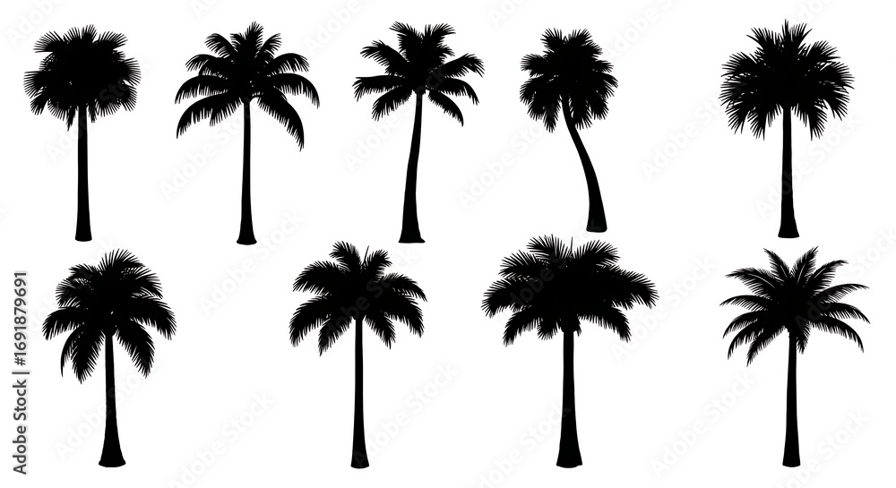 Fototapeta premium Silhouettes of Coconut and Fan Palm Trees