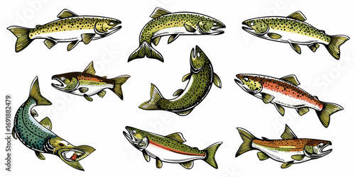 Collection of nine diverse trout species depicted in a dynamic illustrative style on a white background