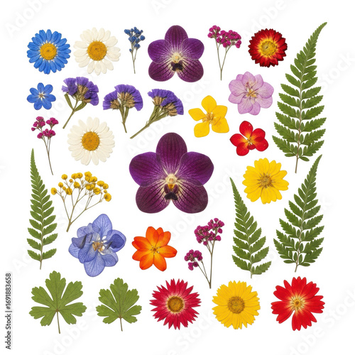 Meticulously arranged dried daisies, pressed orchids, hydrangeas, colorful small flowers, ferns, and leaves on a transparent background with copy space, soft studio light. Delicate botanical art