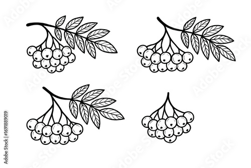 Rowan berry branch with leaves and berries set. Black and white outline vector illustration. Botanical hand-drawn sketch of sorbus plant. Natural autumn food design elements.