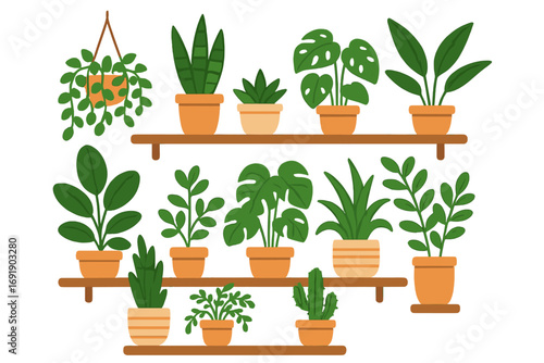Indoor plant arrangement on shelves. Houseplant set with monstera, cactus. Home decor greenery vector. Cartoon botanical illustration for urban jungle, indoor gardening concept.