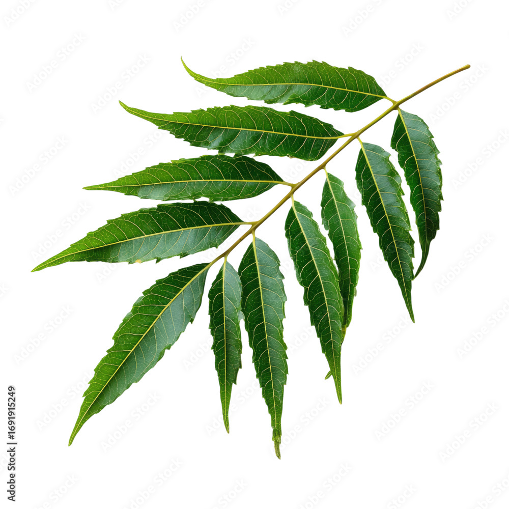 Fototapeta premium a vibrant green leafy branch on transparent background