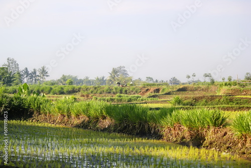 rice field farm landscape photo