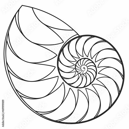 nautilus shell vector illustration