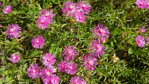 A vibrant delosperma cooperi flowers blooming in a garden