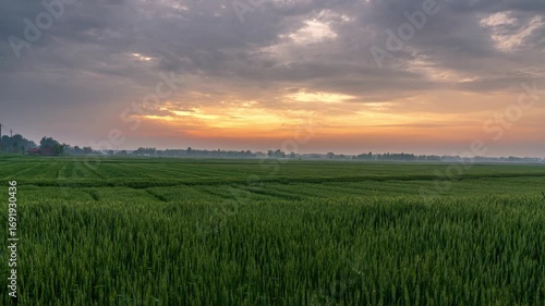 Tranquil Sunset Over Lush Green Fields: A Breathtaking Scene of Nature's Beauty  