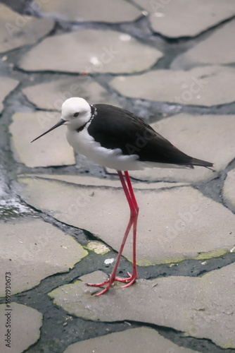 Black winged Stilt close up photo from side view