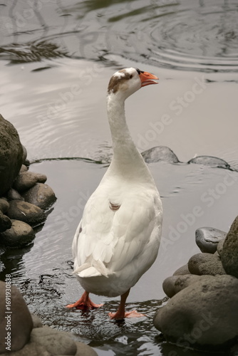 swan animal on pond shot from back view photo