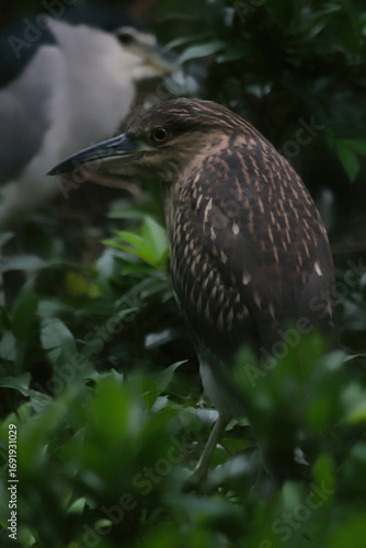 Juvenile Black crowned Night Herons close up photo from back view photo