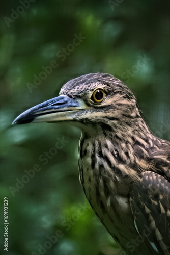Juvenile Black crowned Night Herons close up photo