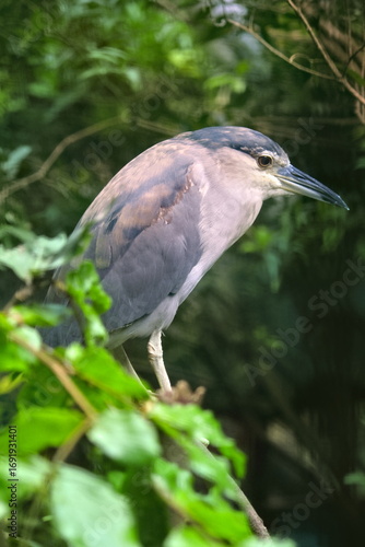 Black crowned Night Heron on tree close up photo