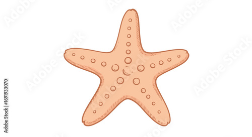Close up of a starfish on white background.