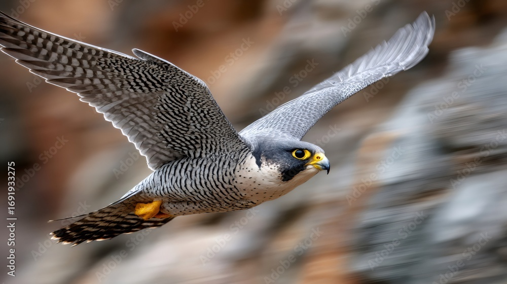 Fototapeta premium Peregrine falcon flying with wide open wings over rocky cliff