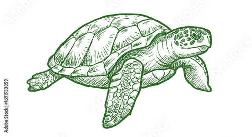 Green Sea Turtle Detailed Drawing Illustration.