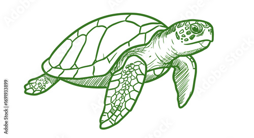 Green Sea Turtle Line Drawing Illustration 2.