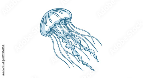 Jellyfish underwater ocean marine life creature.