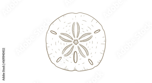 Sand Dollar Sea Life Ocean Beach Shell 1.