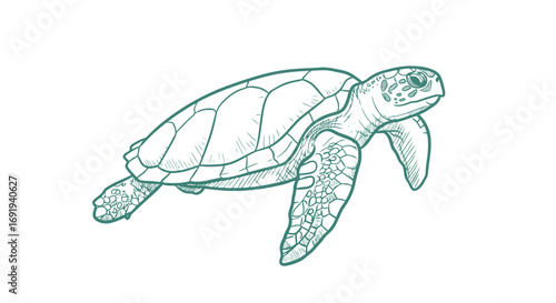 Sea Turtle Line Art Illustration.