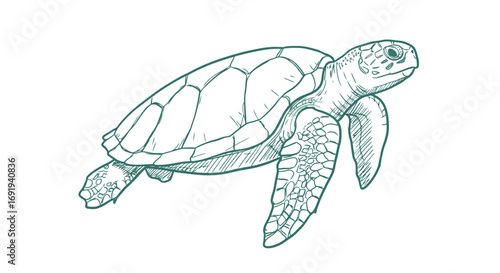 Sea Turtle Line Drawing Illustration.