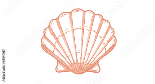 Seashell illustration pink peach tones ocean beach summer.