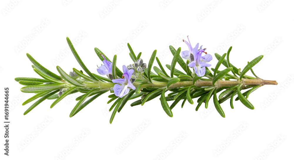 Naklejka premium Fresh Rosemary Sprig with Delicate Purple Blossoms on a Green Background