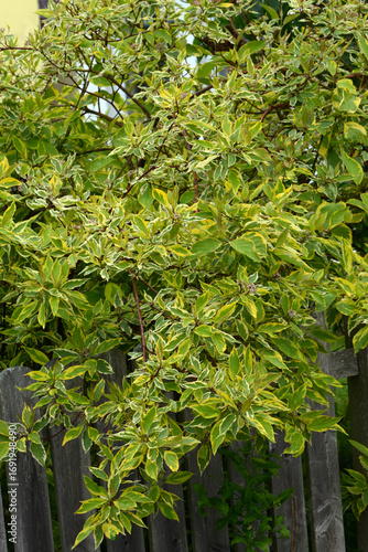 Photos Weißbunter Hartriegel,  Cornus alba