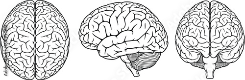 Human brain anatomy vector illustration, detailed top, side, and front views, medical and educational design concept for science, healthcare, and neuroscience projects