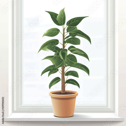 A Vibrant Ficus Plant in a Terracotta Pot on a Windowsill