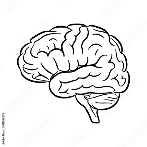Human brain outline with transparent background