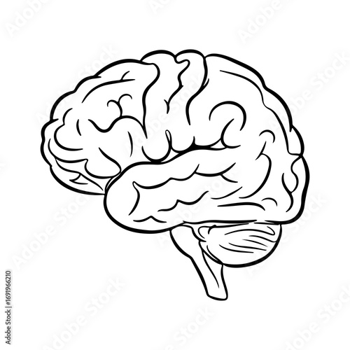 Human brain outline with transparent background