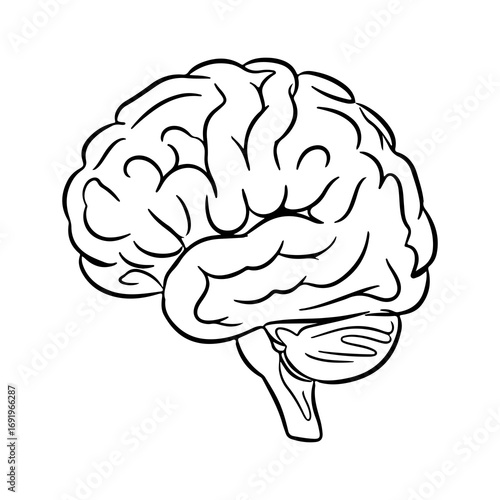 Human brain outline with transparent background
