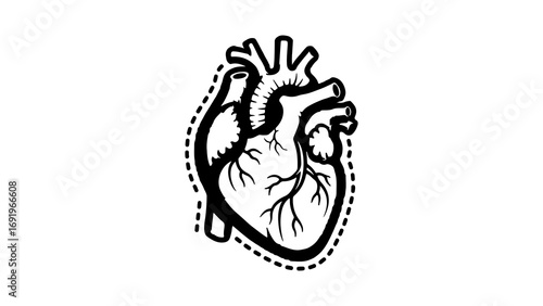 Human heart outline with transparent background