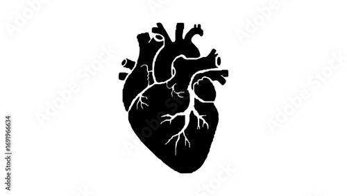 Human heart outline with transparent background