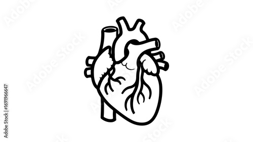 Human heart outline with transparent background