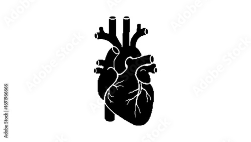 Human heart outline with transparent background