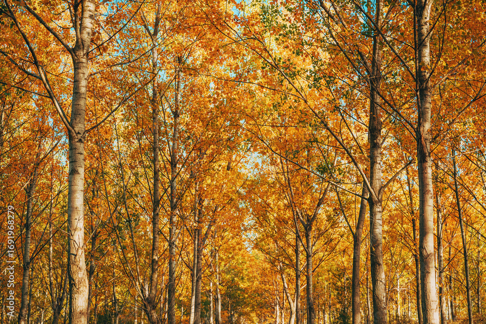 Fototapeta premium Beautiful scenic poplar trees forest in autumn